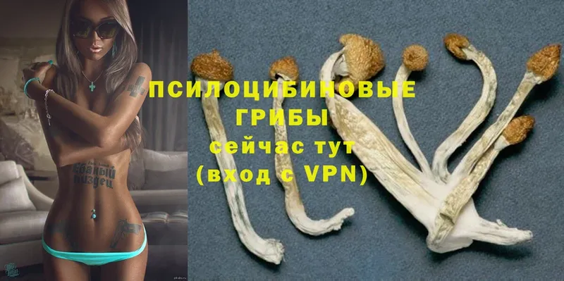 Галлюциногенные грибы Cubensis  Черногорск 